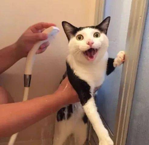 猫咪拒绝洗澡,主人强行拉到浴室,接下来一幕主人崩溃了