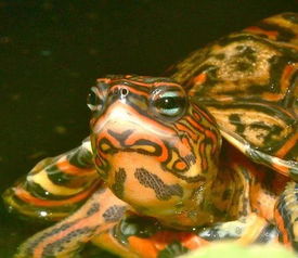 龟讯 哥斯达黎加境内油彩木纹龟的生物学 分布以及保护