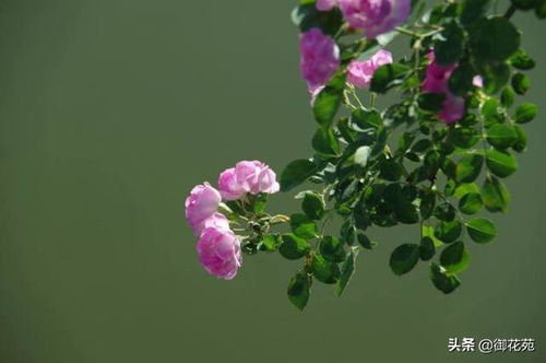 野蔷薇花什么时候开,花语代表些什么,你都了解吗