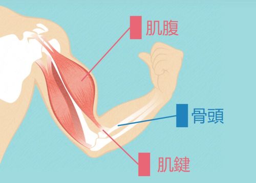 运动康复 肌肉损伤康复的三个阶段