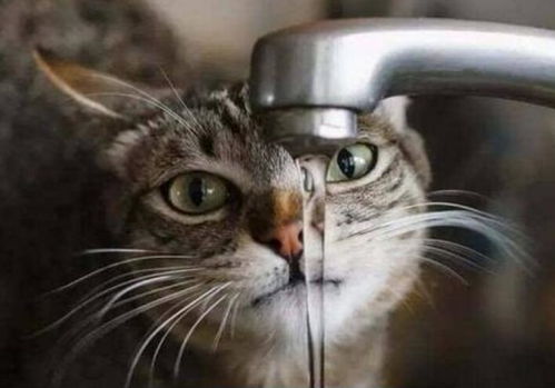 了解猫咪不能缺少的营养成分之水分 