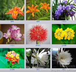 花卉名称大全 313种草本木本花卉图片 你知道这是什么花么 