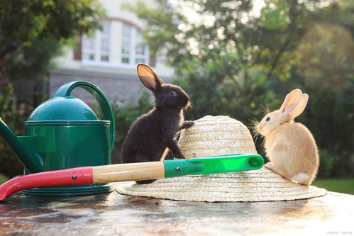 养宠分享 兔子可以不吃兔粮吗
