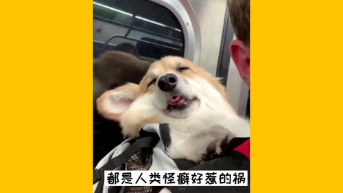 柯基冷知识(柯基犬讲解)