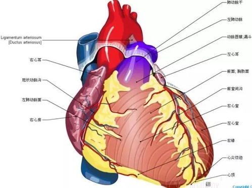 这组心脏解剖图,太赞了 