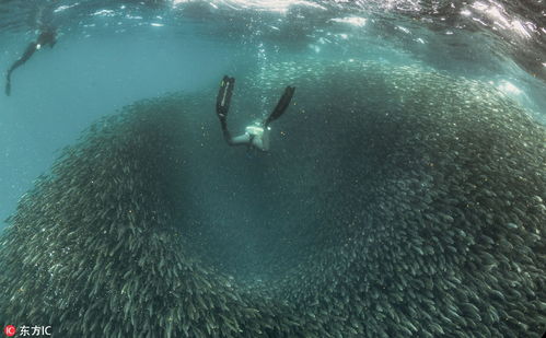 密恐深入 潜水者南非深海偶遇沙丁鱼大军 