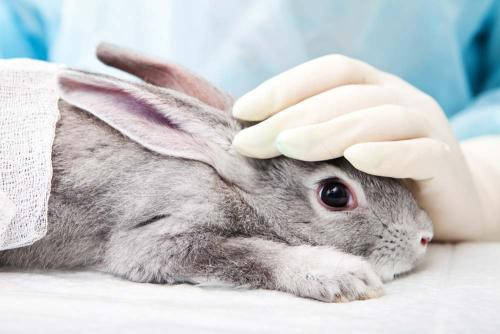 养兔经验 兔子球虫病用的药