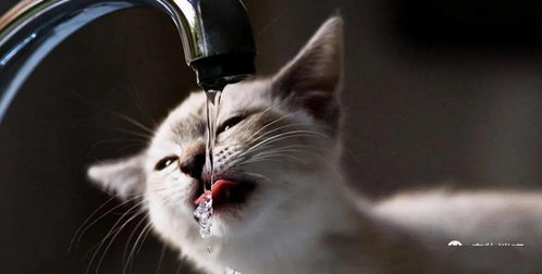 这6种水 很伤 猫咪身体,千万不能再喂 