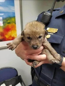 路边捡到一只小狗送去警局,训犬师一看吓坏了 这可不是狗