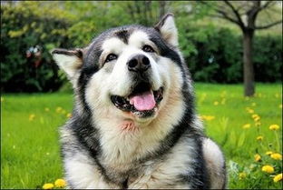 阿拉斯加雪橇犬性格如何 怎么养好阿拉斯加