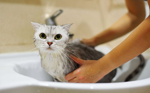 猫多久洗一次澡比较好 为什么不能经常洗澡