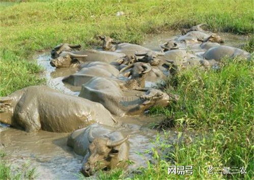 您好！请问农村养牛前景如何。