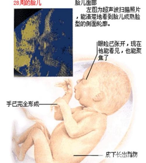 怀孕七个月女胎儿图？胎儿在妈妈肚子里的发育情况是怎样的妮