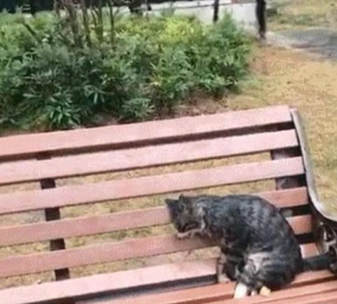公园长椅上发现一只猫,走近看发现已经僵了 在喵星要幸福