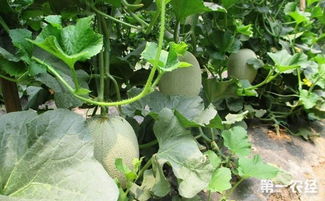 小香瓜种植管理技术要点,香甜瓜的种植方法