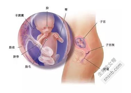 6个月的胎儿(6个月的胎儿生下来能活吗)