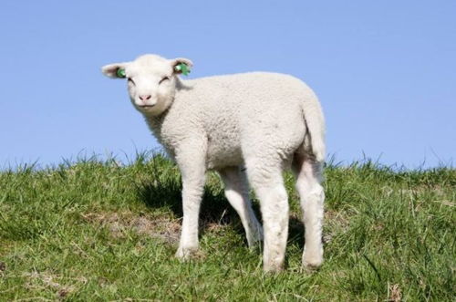 属羊的人,出生在以下4个时辰命最好,来看看有你吗