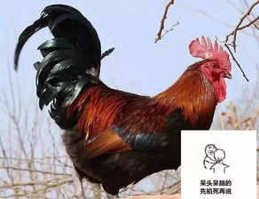 一锅酸菜鸡征服一座重庆城 仅49.9元就可以大吉大利,今晚吃七可苗家酸菜鸡