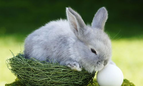 冬季如何给小兔子保暖呢