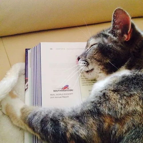 数学这本书,猫看了也犯困