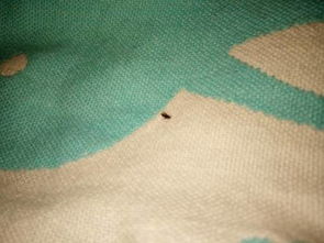 家里有好多带翅膀会飞的小黑虫喜欢在灯光下,枕头附近还往人的脸上飞 