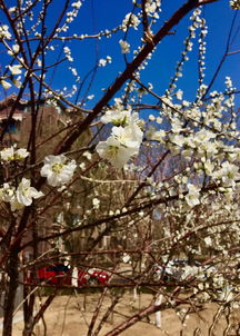 葫芦岛的春天来了,桃花开满枝头
