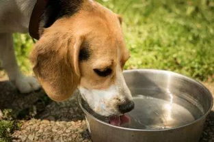 狗狗为什么不喜欢喝水 你知道吗 