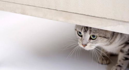 你以为你家猫咪向往室外生活, 实际上室外养猫相当于害它