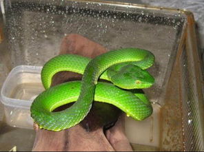 有种蛇很小长像跟壁虎一样头像三角形身子全绿色请问那是什么蛇有毒吗