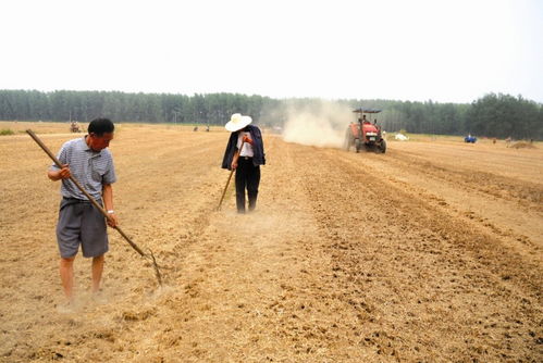 秸秆还田危害太大 专家遭到农民质疑,如今秸秆禁烧现 反转