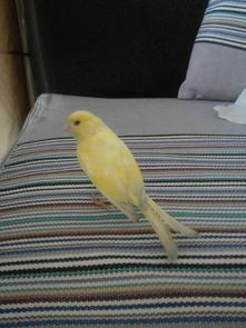 飞进屋一只黄色幼鸟,麻雀大小,打算喂食之后放归,请问是什么鸟吃什么食物 