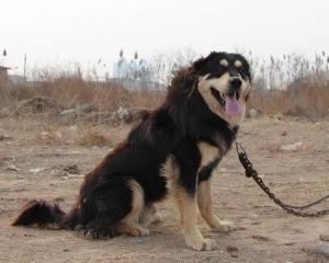 蒙古牧羊犬