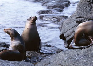 极地海洋生物动物世界海狮海豹摄影图片素材 模板下载 3.01MB 其他大全 标志丨符号 