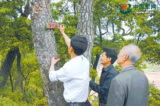 华屋的17棵青松见证了那段悲壮的往事