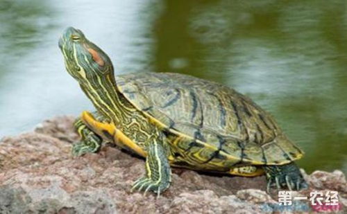 巴西龟染上白眼病有什么症状 巴西龟白眼病的预防与治疗