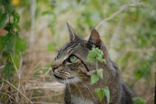 可爱的小猫，可爱的小猫作文100字