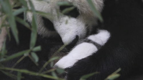 今日起可以看大熊猫嘉嘉仔啦 