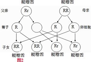 如图表示某家庭能卷舌基因与不能卷舌基因的遗传图解.图中R表示能卷舌基因.r表示不能卷舌基因.请据图回答问题. 1 图中父亲的基因组成是 .母亲的性状表现为 . 2 