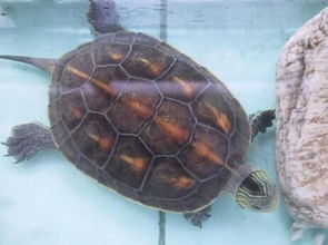 中华草龟和花龟怎么区别 