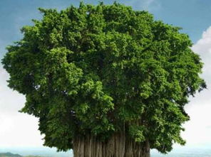 吉尼斯世界纪录最长寿的树 世界最老的树15亿年