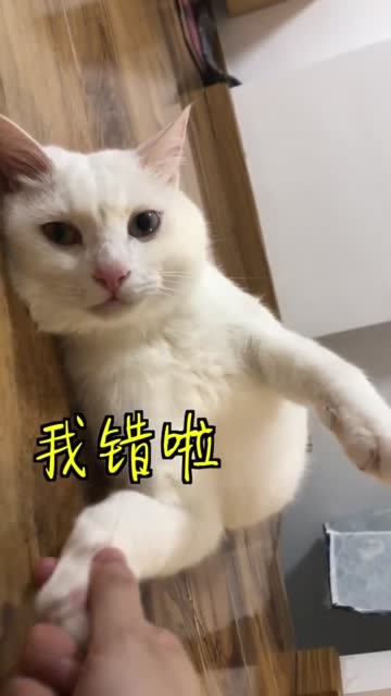 都说猫像女孩,得哄 