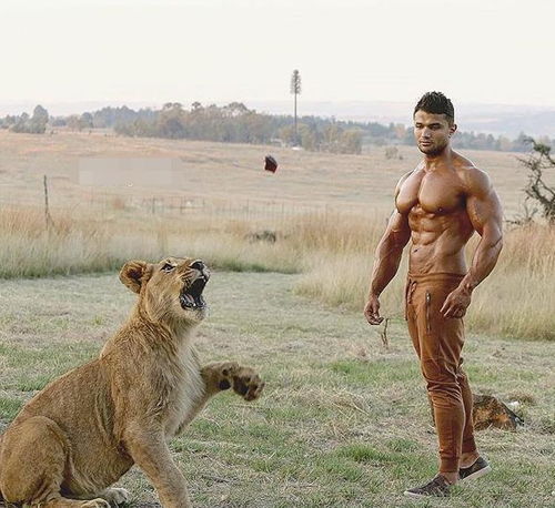 狂野的埃及土豪,在草原上与狮子一起健身,比狮子还强壮