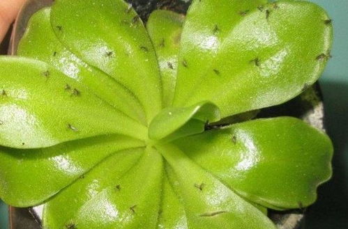 花盆有飞虫 盆内放上 3料 ,花卉不生虫生长旺