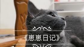 崽崽日记 我有猫啦