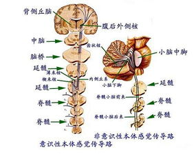 中枢系统是什么