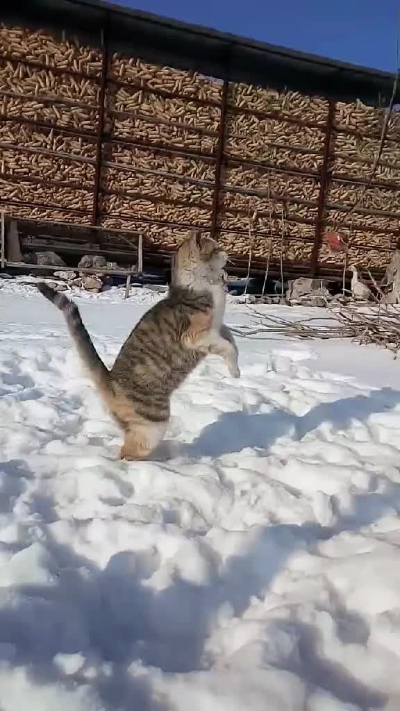 火山第一猫,雪地空中疯狂的玩耍 