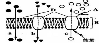 下图为物质出入细胞膜的示意图.请据图回答 1 A代表 分子,B代表 ,D代表 . 2 细胞膜从功能上来说.它是一层 膜. 3 动物细胞吸水膨胀时B的厚度变小.这说明 
