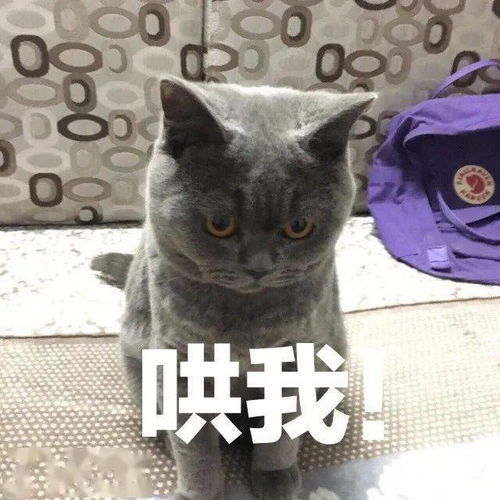 猫咪表情包 