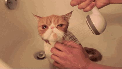 猫咪有多怕水 给猫咪洗澡真的很难吗
