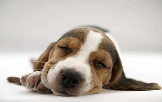 为什么狗狗一天到晚都在睡觉 导致狗狗睡眠时间长的原因有哪些 